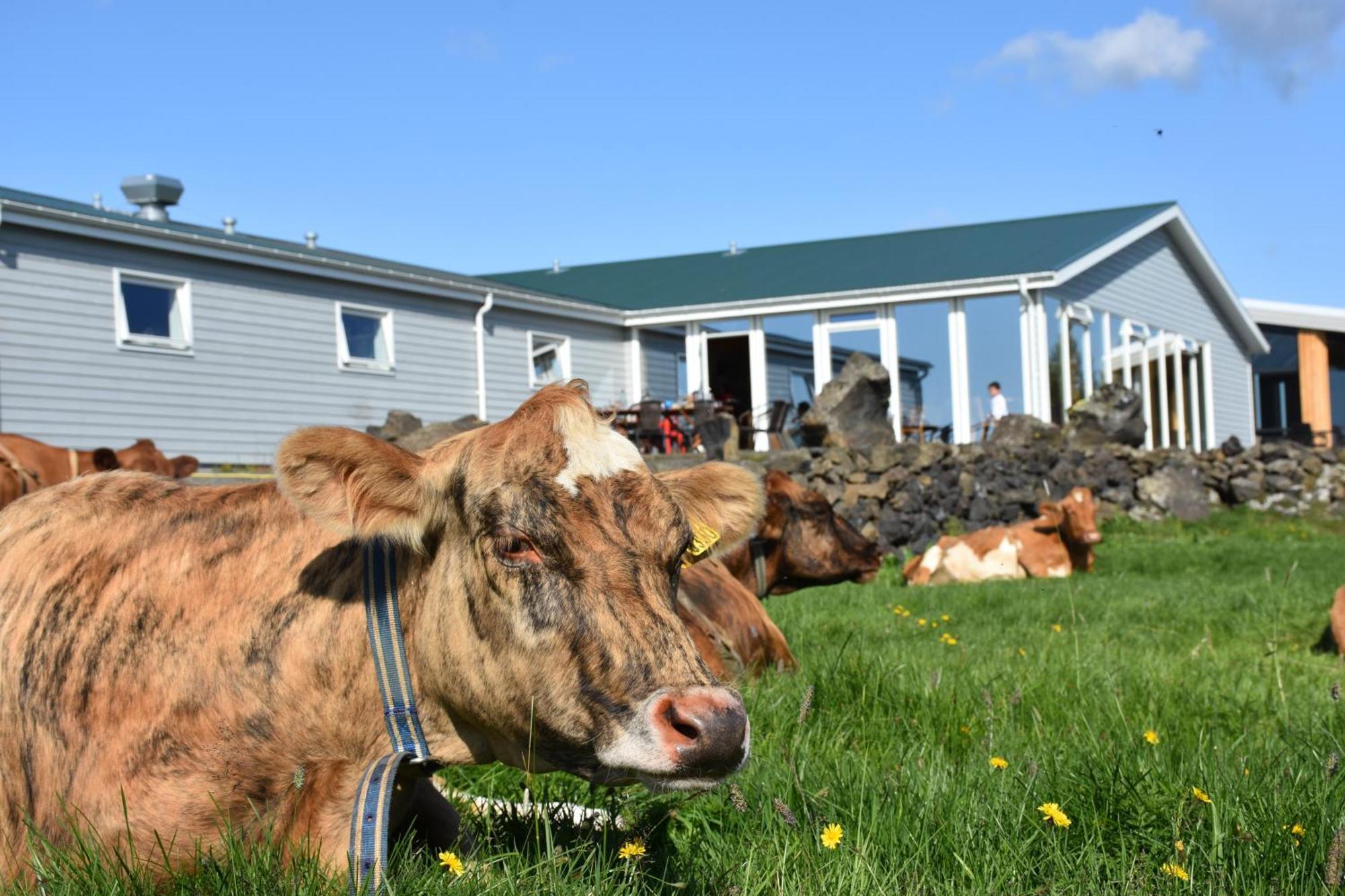 Vogafjos Farm Resort มีวาทน์ ภายนอก รูปภาพ